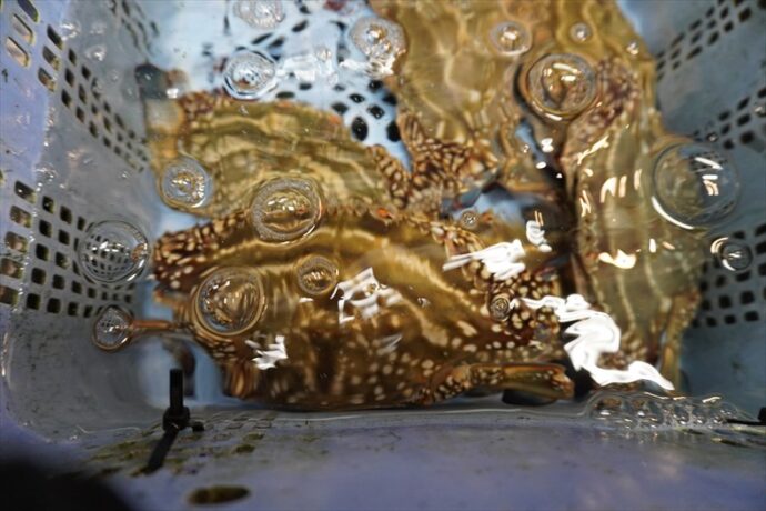 タイラがね(ワタリガニ)