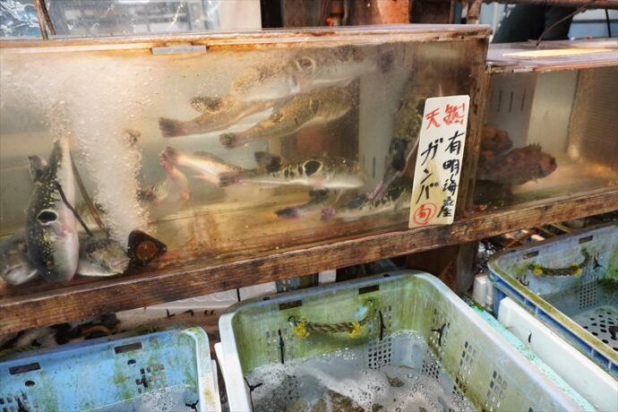 がんば(ふぐ)