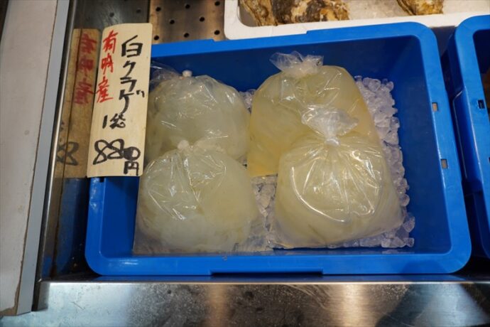 シロクラゲ