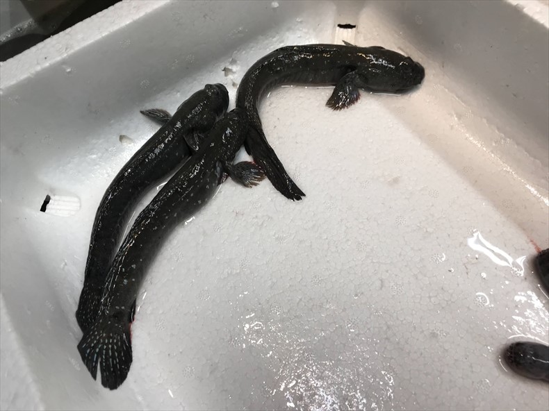 柳川 夜明茶屋 ムツゴロウ