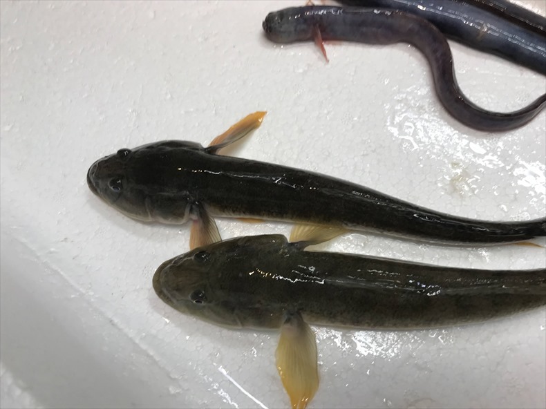 柳川 夜明茶屋 マハゼ