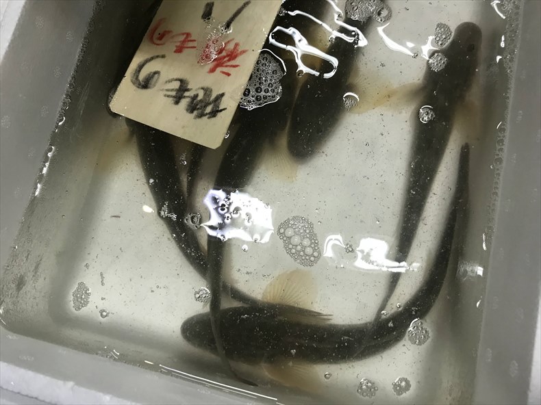 柳川 夜明茶屋 ハゼ類